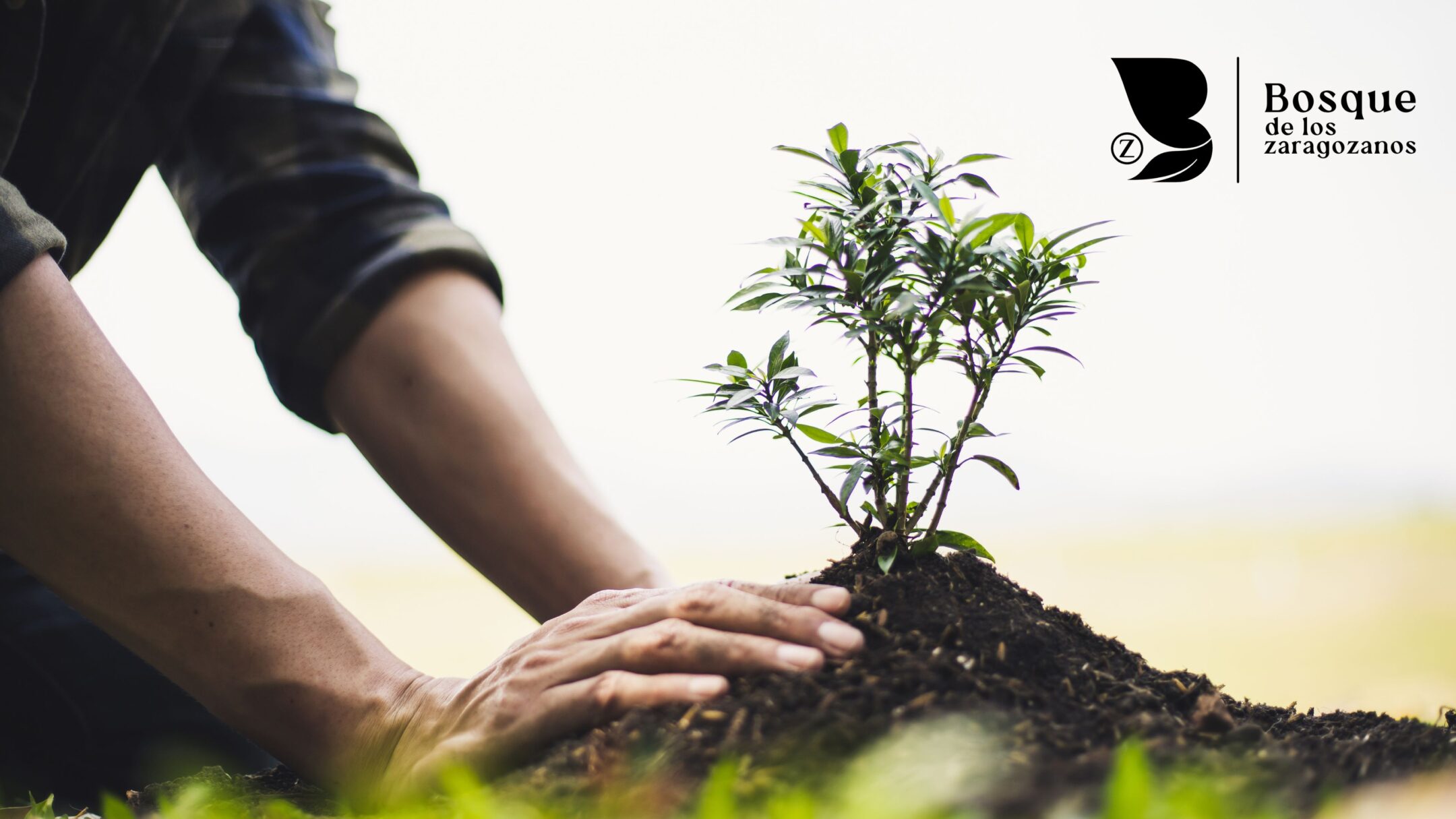 Imagen de la entrada