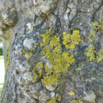 liquen