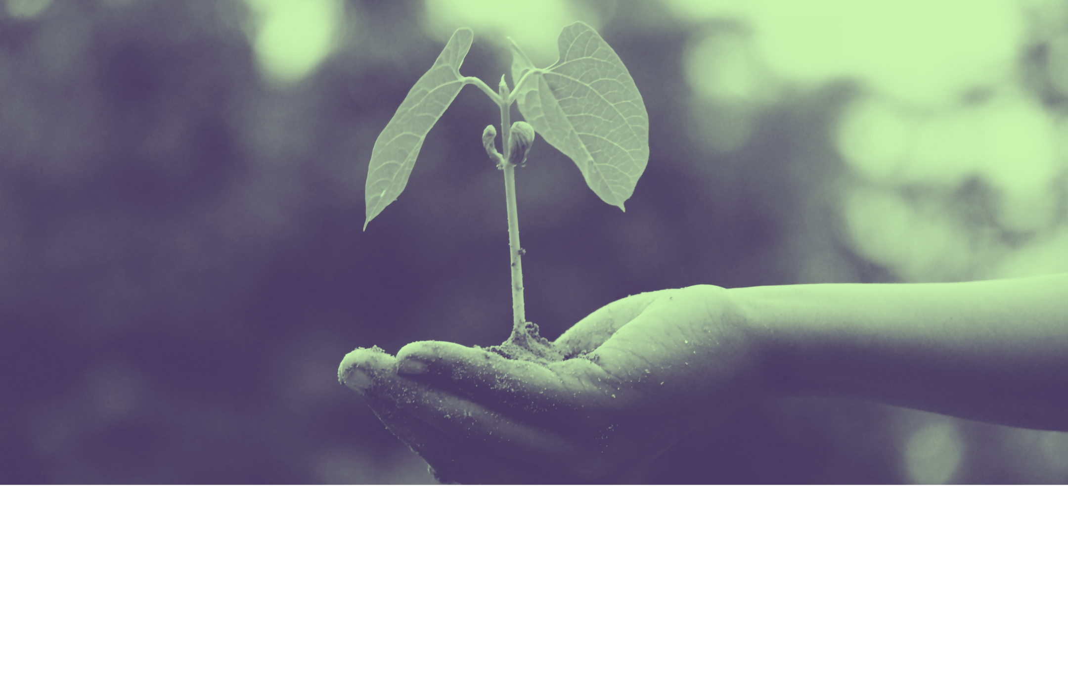 Imagen de la entrada