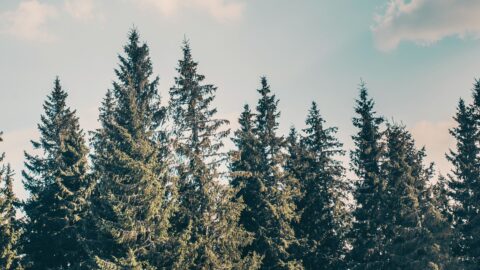 Imagen de la entrada