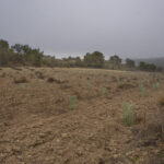 Plantación El Bosque de los Zaragozanos en el Vedado de Peñaflor