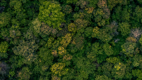 Copas de arboles en un bosque frondoso a vista de pájaro